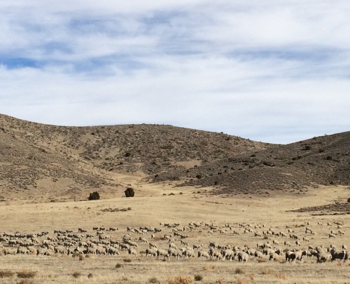 Sheep along the Pony Express