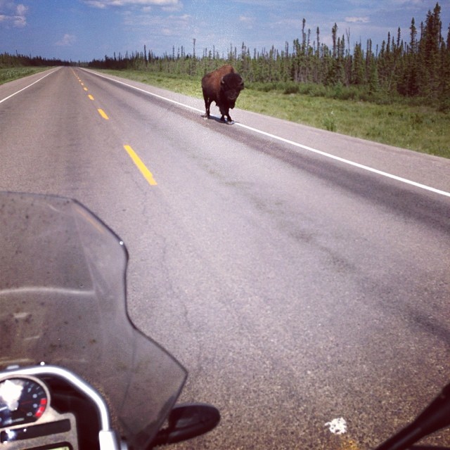 Buffalo in the Road on Motorcycle